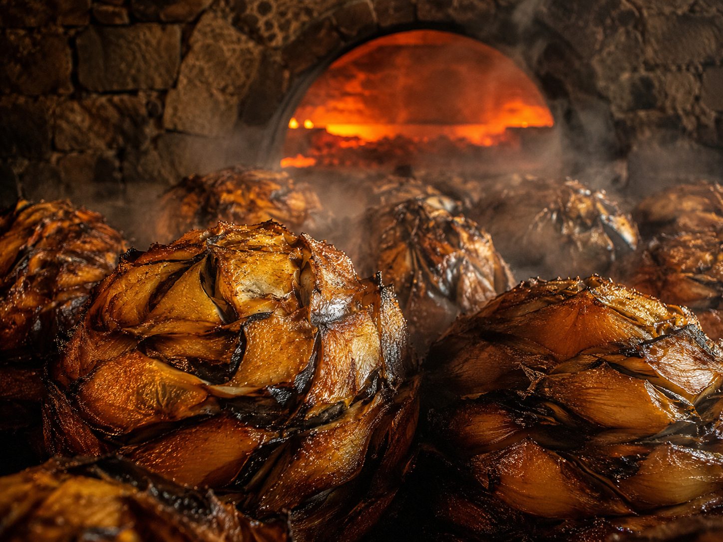 Agave piñas slowly cooking in the oven