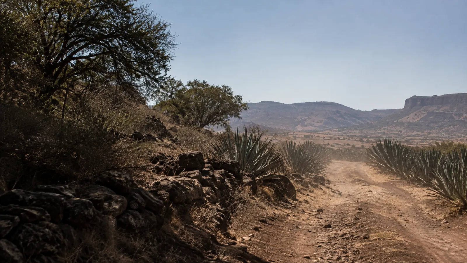 A dirt road through blue agave in the Jalisco highlands